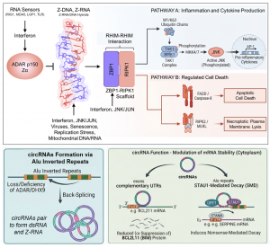 flipons; Z-RNA; ADAR; ZBP1; Cell Death; circRNA; survival; Alu; SINE