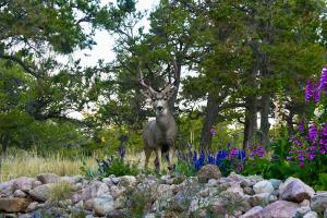 Mule deer buck standing among flowering salvia, foxglove and rudbeckia in a rocky garden surrounded by grasses and trees.