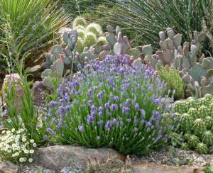 Purple-flowering English lavender ‘Wee One’ surrounded by spiny cactus, spiky yucca and other drought-tolerant plants in a gravel-covered New Mexico rock garden.