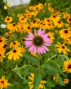 Pink Echinacea coneflower in bloom surrounded by yellow Rudbeckia black-eyed Susans, with green foliage filling the garden.