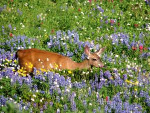 Deer walking through a meadow filled with flowering wildflowers and grasses.