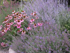 Established perennial garden in bloom with pink and purple Agastache, lavender, coneflower and Russian sage.