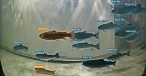 Underwater camera view of trout swimming in a group, with AI-generated boxes labeling two brown trout in orange and eleven rainbow trout in blue.