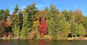 Beautiful conifers and deciduous trees along the shore of a lake with one's leaves a blazing red in autumn.