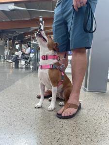 https://sallysaidso.com/services/service-therapy-dog-training/