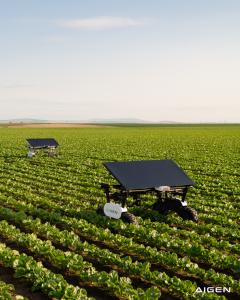 Two Aigen Element solar-powered robots working row crops, fully autonomous and solar powered, no herbicides or diesel.