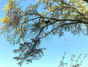 affordable tree removal with Greener Grounds in Birmingham AL