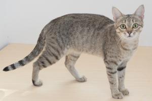 Jerusalem-born Kanaani cat named Haifa standing on a neutral background.