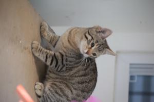 Jerusalem-born Kanaani cat named Haya.