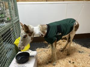 Photo of a critically ill orphan foal named Adrian