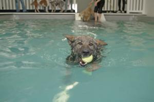 Dog Rehabilitation Exercise Denver CO