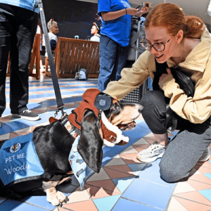 Woman kneels to pet a service dog wearing a “Pet Me Woody” vest in a colorful tiled indoor space.