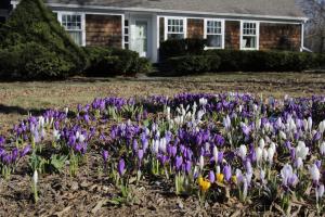 Purple, white and yellow crocuses bloom densely across a leaf-strewn front lawn in front of a house in Burlington, Vermont.