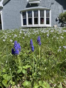 Clusters of blue-purple grape hyacinths grow among green grass, with pale purple and white violas flowering across the lawn in front of a gray house.
