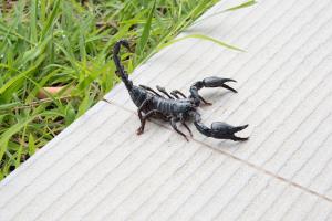 Close up of a pale tan bark scorpion with its tail curved over its back, photographed on a textured surface.