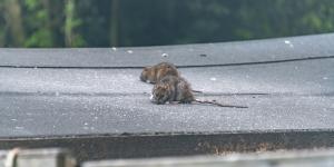 Roof rat on an exterior surface at a Chandler, Arizona property