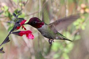 Anna’s Hummingbird with iridescent green feathers and a red throat feeding from a bright red Salvia flower.