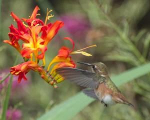 A hummingbird hovers with wings outstretched beside vivid red-orange Crocosmia flowers, its long, slender bill pointed toward a tubular bloom.