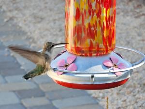 A hummingbird hovers beside a colorful hanging feeder, reaching its long bill toward a feeding port.
