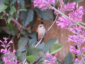 A small hummingbird perches on a thin branch surrounded by green leaves and clusters of pink flowers.