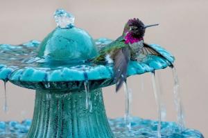 A male Anna’s Hummingbird with an iridescent pink throat perches on the edge of a turquoise fountain with water flowing over the basin.
