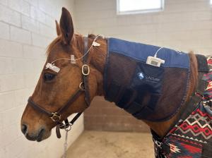 RxActuator Mini-Infuser delivering antibiotics via SPL for Equine Eye therapy