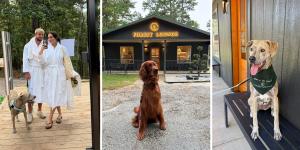 Three photos of dogs at Forest Springs Resort: a dog on a wooden deck with two guests in white robes, a red setter in front of the Forest Lounge, and a dog wearing a Forest Springs bandana