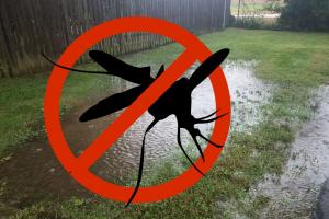 standing water in denton county tx backyard as breeding ground for west nile virus