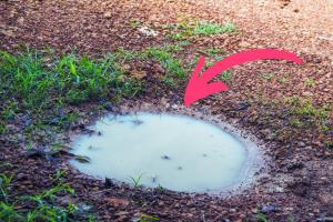 stagnant pool of water in backyard drained to reduce threat of west nile virus