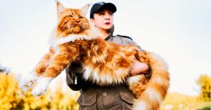 Large orange and white Maine Coon cat with long fluffy fur being held outdoors against an autumn landscape.