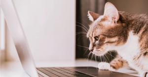 Curious brown and white tabby cat leaning toward an open laptop computer on a desk.