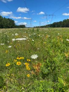 Meadow of wildflowers within an electric power line right-of-way