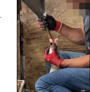 The farmer holds a duck's head and neck as feed runs through a funnel and metal pipe inserted into the duck's throat.