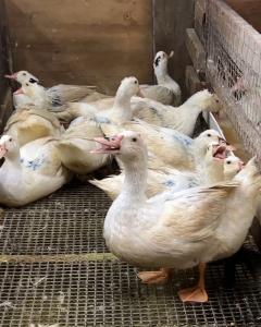 Several ducks pant with their beaks open. Many have soiled feathers.