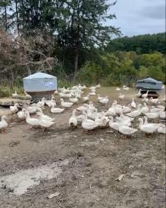 Ducks on bare ground in the outdoor area of the farm.