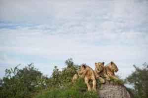 Go2Africa Singita Lebombo Lodge Wildlife