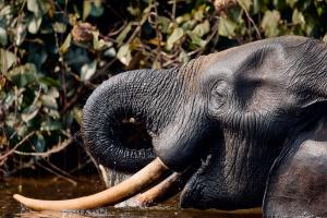 Loango National Park Elephant