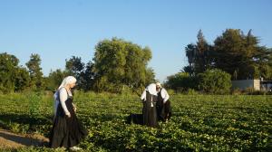tiptoeing through the vegetables, three sisters on inspection of the garden