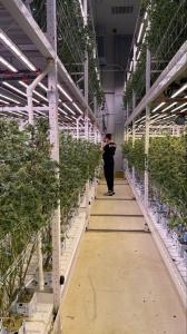Cannabis cultivation facility grow room