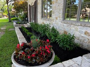 Stone raised landscape bed along a home in the Dallas area with boxwoods, green shrubs, fresh black mulch and a planter of red begonias