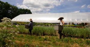 Two people in wide-brimmed hats carry gray tubs past rows of green plants toward a large white greenhouse under a blue, cloudy sky.