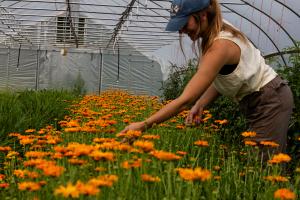 A person in a blue cap and cream sleeveless top leans over a bed of orange-flowering plants inside a greenhouse, reaching toward the blooms.