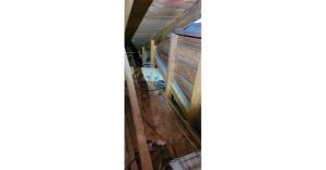 Two raccoons hiding in an attic with torn insulation and ductwork, found by M&M Pest Control in East Texas