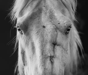 Portrait of Ocean, a horse rescued by Skydog Sanctuary from a killpen. [Scott Wilson/We Animals]