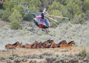 In August 2026, wild horses were photographed during a U.S. federal helicopter-driven removal operation in the Piceance Basin, near Meeker and Rangely in Colorado, U.S.A. [Scott Wilson/We Animals]
