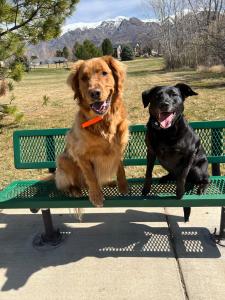 Best Dog Training Salt Lake City