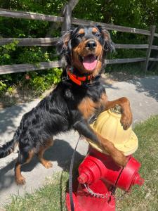 Best Dog Training Salt Lake City, Utah