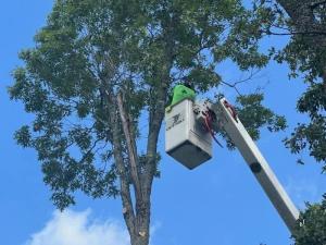Arborist in bucket lift pruning upper canopy of a tall tree