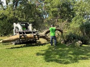 Skid steer with grapple attachment lifting a large fallen tree trunk