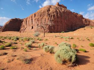 Sparse shrubs growing in front of smooth red rock mesa